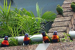 Guest Balcony